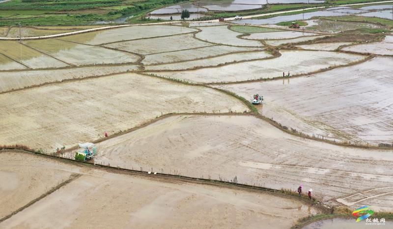 普觉镇：1.21万亩水稻移栽忙