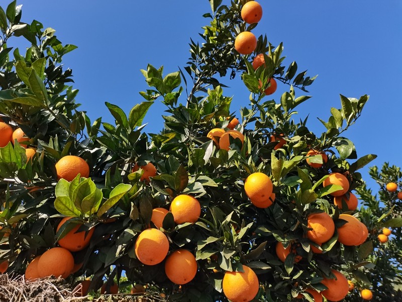秀山15万多亩柑橘迎来采收