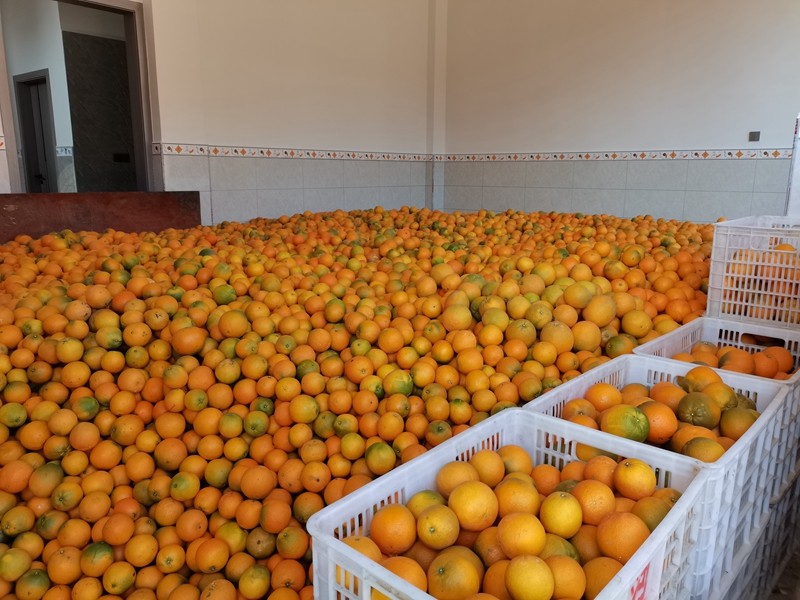 秀山15万多亩柑橘迎来采收